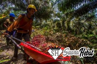 Cabut Larangan Ekspor, Petani Kelapa Sawit Indonesia Terima Kasih ke Presiden Jokowi