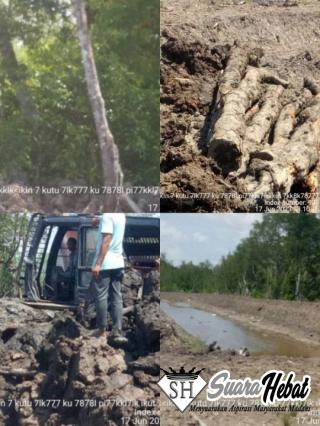 Diduga Kebal Hukum, Hutan Mangrove Pesisir Bengkalis Dialihfungsikan Jadi Tambak Udang